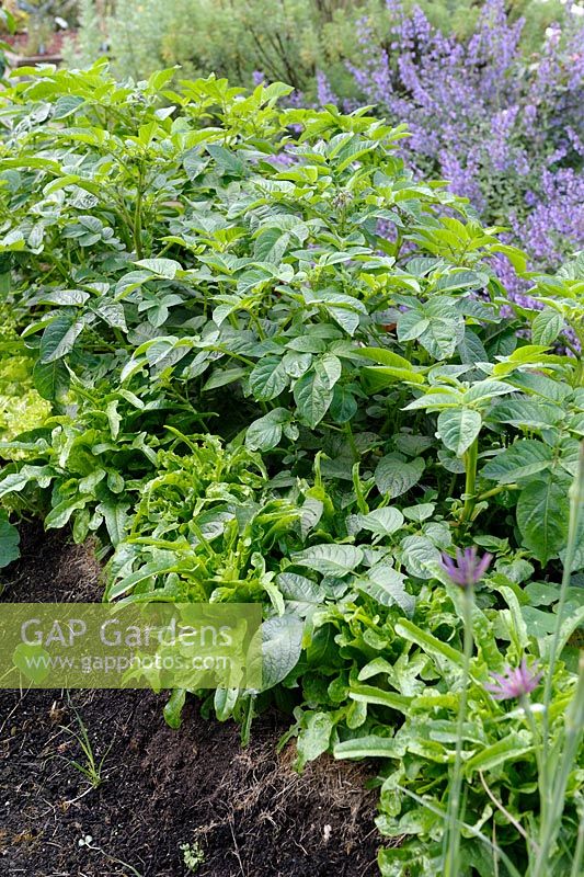 Lasagna gardening - Lettuce 'Catalogna Cerbiatta' and Potato