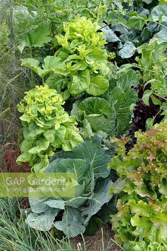 Lasagna gardening - Cabbages and Lettuces