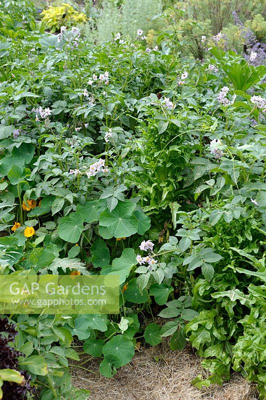 Lasagna gardening - Potato in flower interplanted with Nasturtium attracting aphids