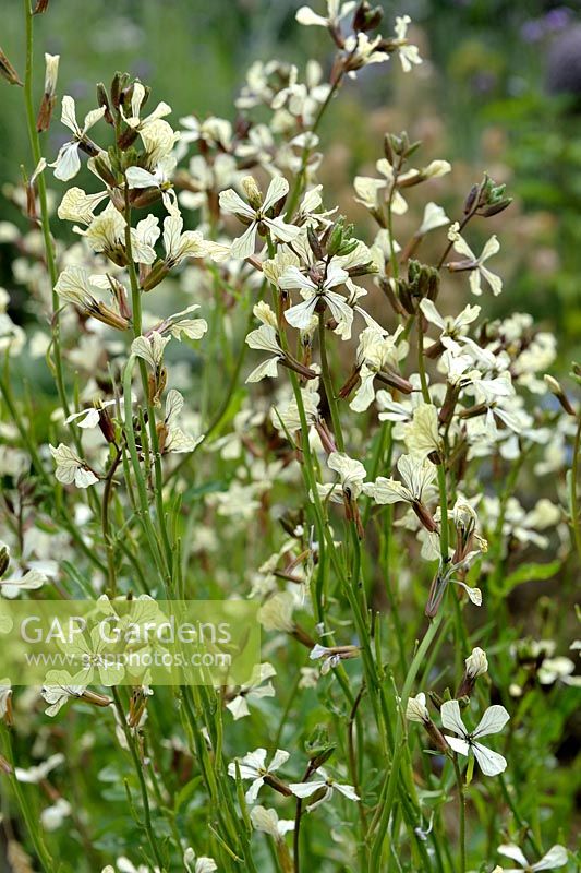 Eruca sativa - Rocket flowers