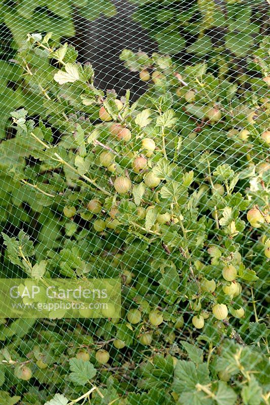 Ribes uva-crispa - Gooseberry 'Invicta' protected from birds with netting