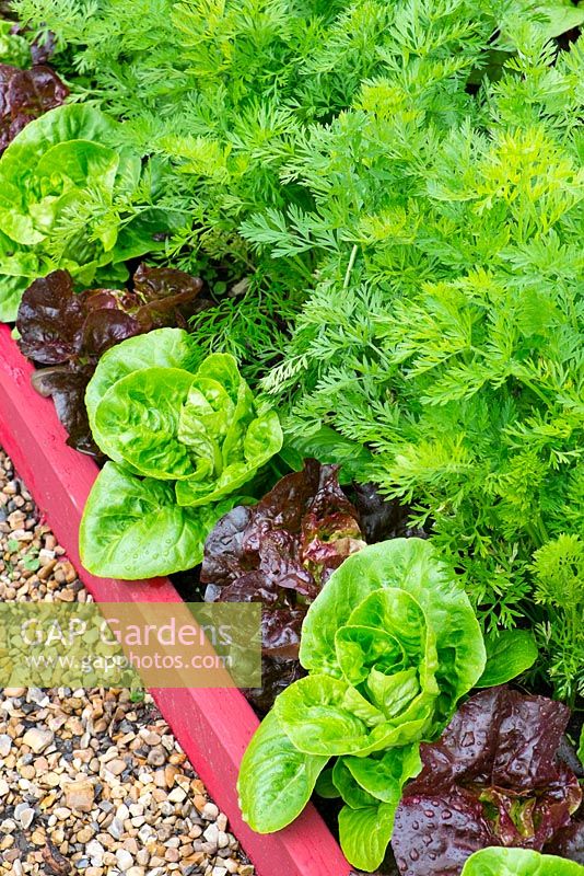 Small raised beds with Lettuces 'Dazzle' and 'Little gem pearl' and Carrots 'Resistafly'. Engalnd, June 
