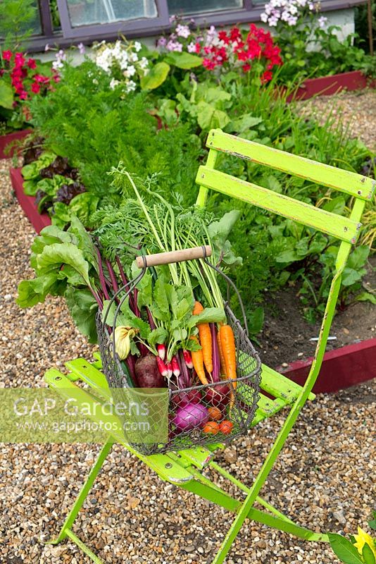 Freshly harvested produce from a small raised bed - Carrots 'Resistafly', Beetroot 'Detroit', Courgette 'Defender', Onion 'Red baron' and Radish 'French breakfast'
