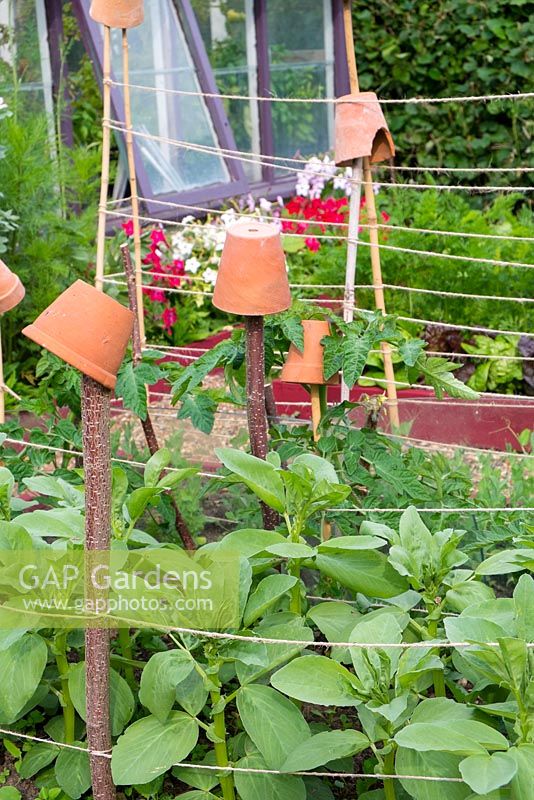 Small raised beds with summer vegetable crops including   broad beans, tomatoes, peas, lettuces and carrots. Showing cane supports and terracotta pots to prevent injury.
