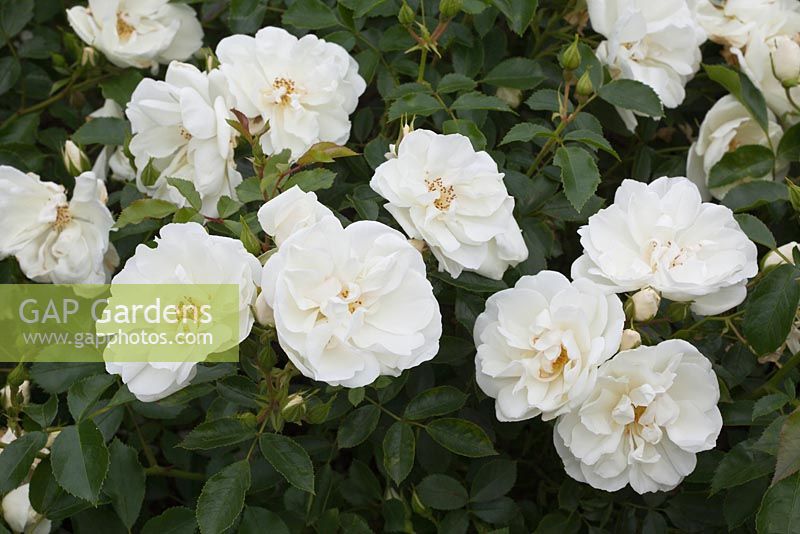 Rosa Flower Carpet White 'Noaschnee' AGM - Rose