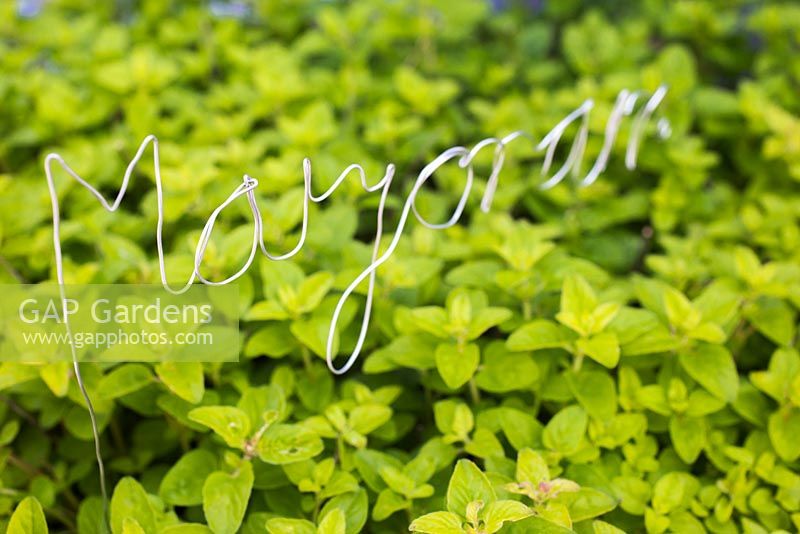 Thin metal wire bent to shape for plant label Marjoram