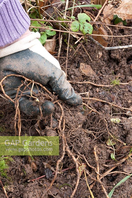 Weeding out ground elder roots