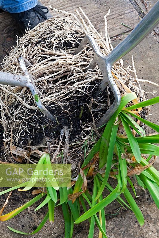 Dividing and repotting Agapanthus. Divide in half using two border forks intertwined back to back