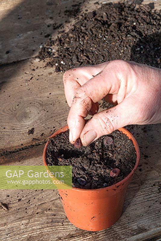 Two ways to germinate purple peas. Sow into pots in the greenhouse 
