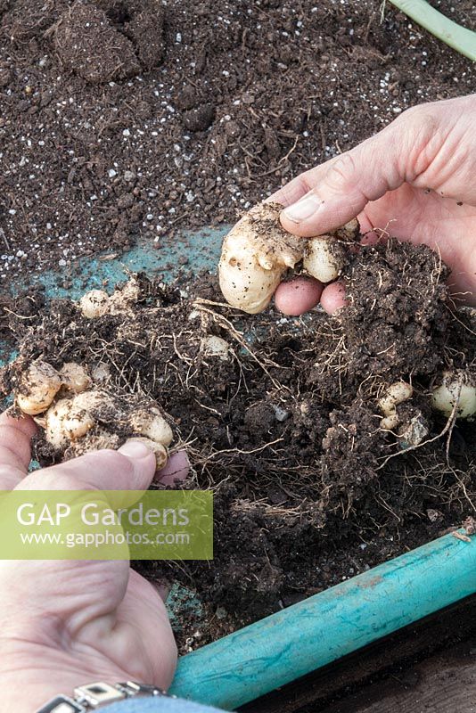 Potting up Zantedeschia rhizomes after removing from a crowded pot. Select the largest rhizomes