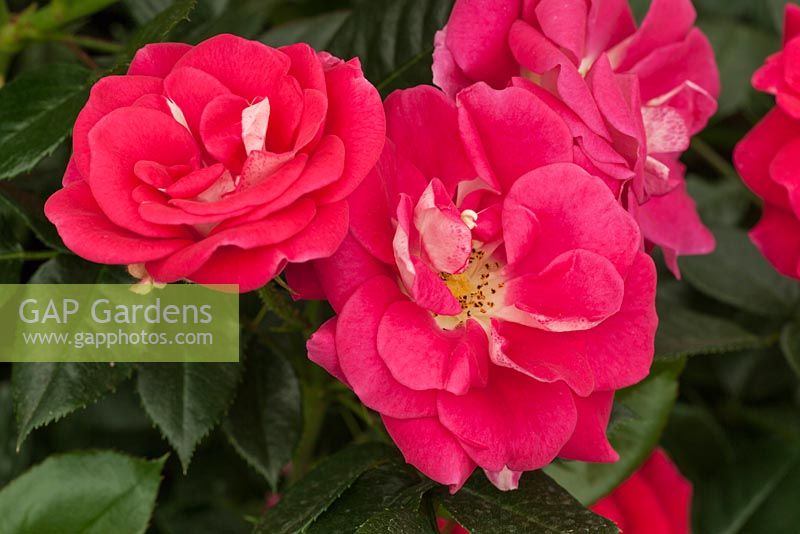 Rosa 'Perfect Match', New for 2014,  Harkness Roses, RHS Chelsea Flower Show 2014