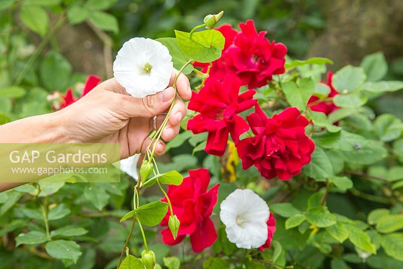 Removing Bindweed (Convolvulus arvensis) that is twined around Rosa.