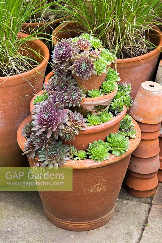 Sempervivens display in layered terracotta pots