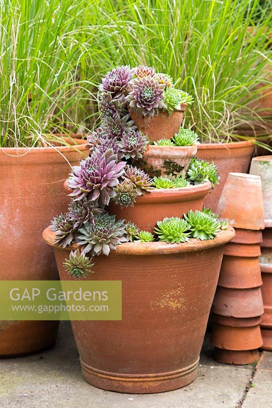 Sempervivens display in layered terracotta pots