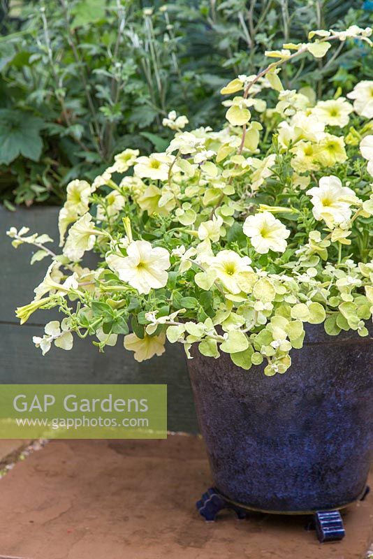 Container of Helichrysum petiolare 'Gold' and Petunia 'Limelight'.