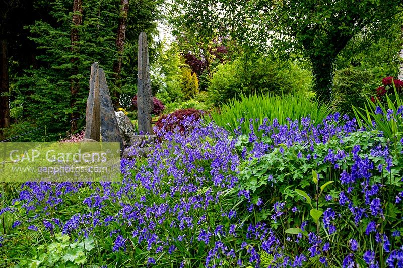 Standing stones focal point and Bluebells, Cae Hir Garden, Ceredigion, Wales