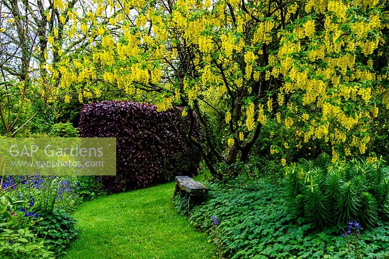 Laburnum - Cae Hir Garden, Ceredigion, Wales