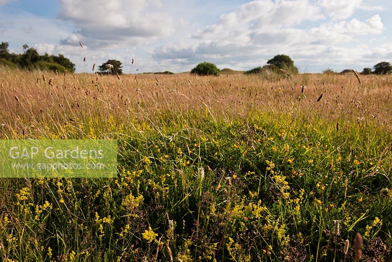 Galium verum - Lady's Bedstraw in wildflower meadow, Sandwich Bay, Kent 