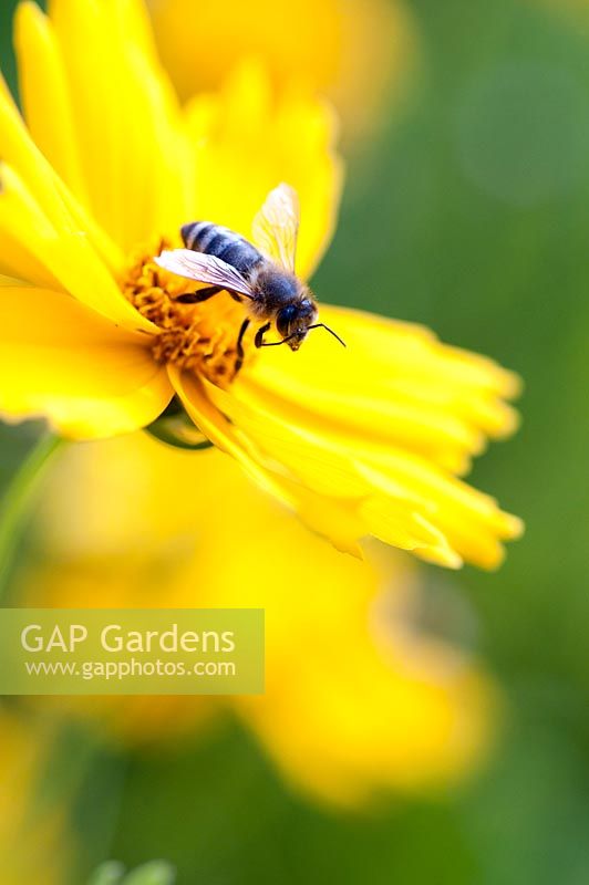 Hoverfly on Coreopsis