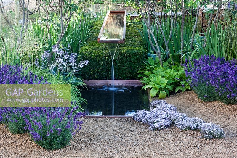 Vestra Wealth's Vista Garden - Wooden water cascade with copper pool, flanked by plantings of lavender, Hakonechloa macra 'Albostriata', Deschampsia cespitosa, thyme and hostas. Box cube - Buxus sempervirens 