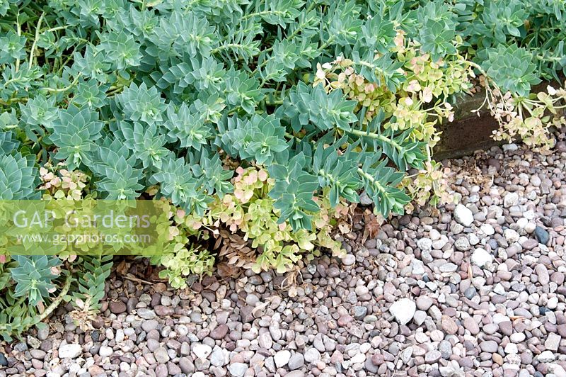 Euphorbia myrsinites softening edges of gravel path
