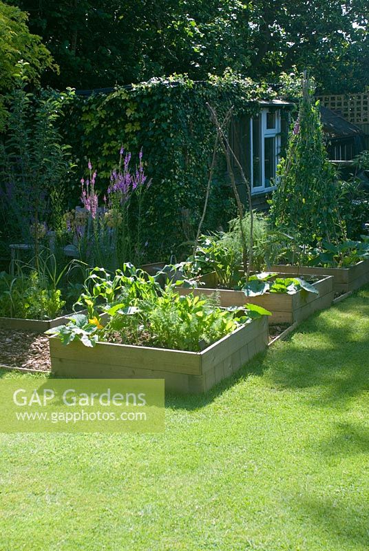Suburban garden in summer with vegetable beds