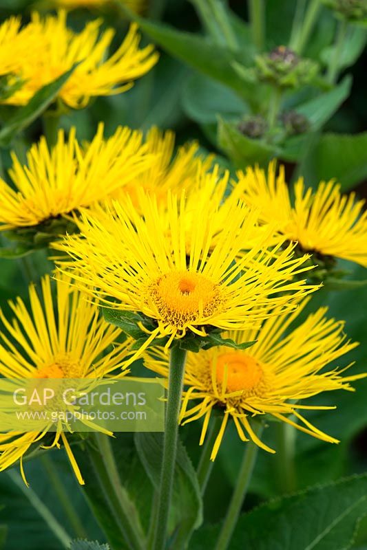 Inula magnifica x racemosa sonnenstrahl 