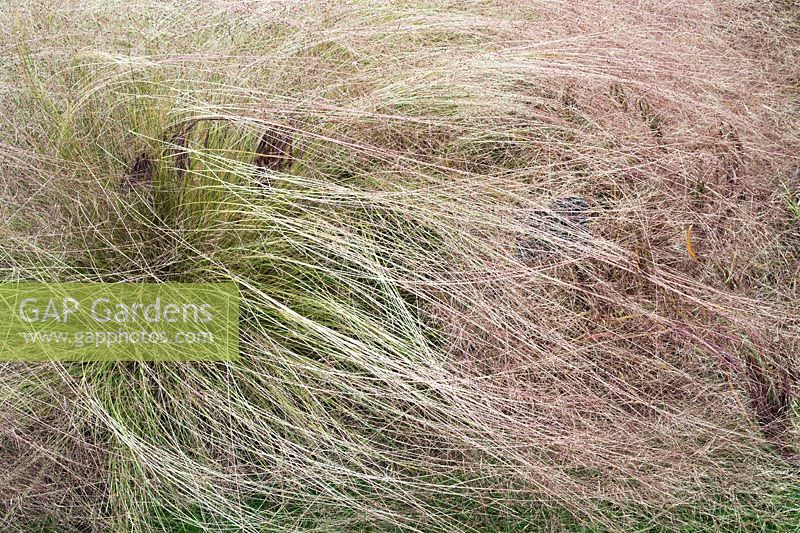 Nassella trichotoma - Serrated tussock grass
