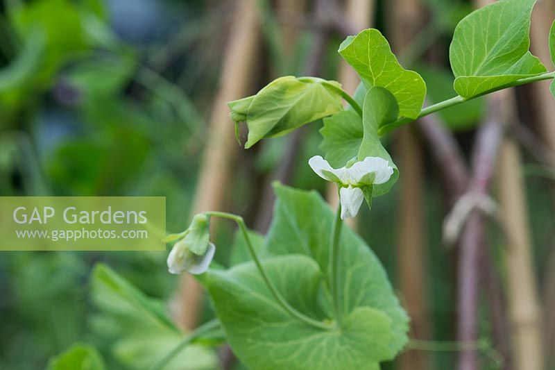 Pisum sativum - Pea Ne Plus Ultra flower