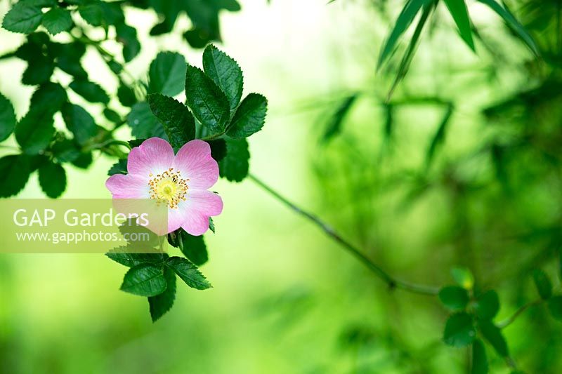 Rosa canina - Dog Rose flower