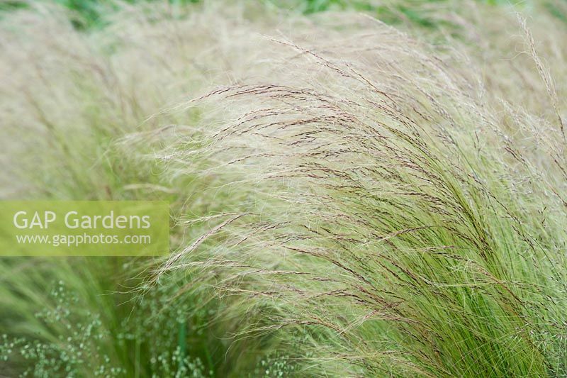 Stipa tenuissima - Feather grass