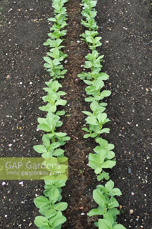 Vicia Faba 'Martock' - Rows of Broad Bean Martlock plants in a vegetable garden