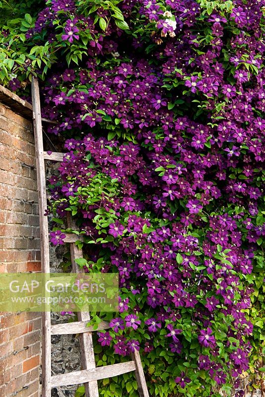 Clematis 'Etoile Violette' climbing wall, West Dean