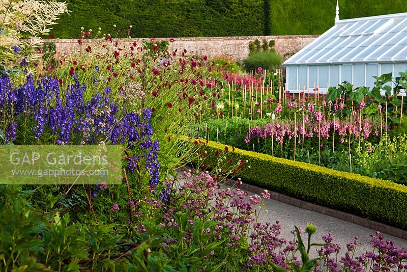 Flowers for cutting including Antirrhinum 'Purple Twist', Delphinium and Astrantia growing in rows, West Dean walled garden