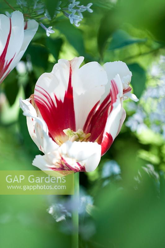 Tulipa 'Carnaval de Nice' 