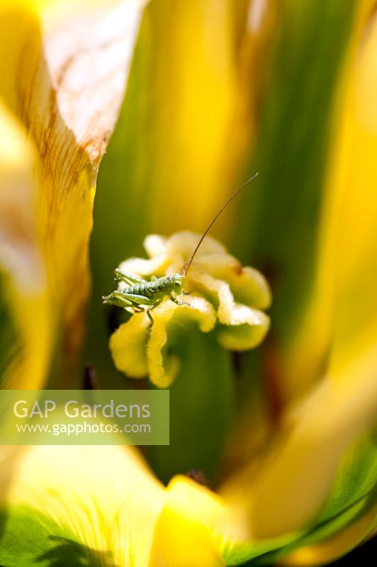 Young grasshopper on a tulip