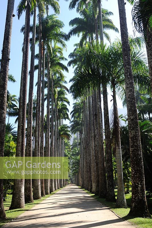 Lane made with Roystonea oleracea (Caribbean royal palm, palmiste, imperial palm or cabbage palm) - Jardim Botanico, Rio de Janeiro, Brazil