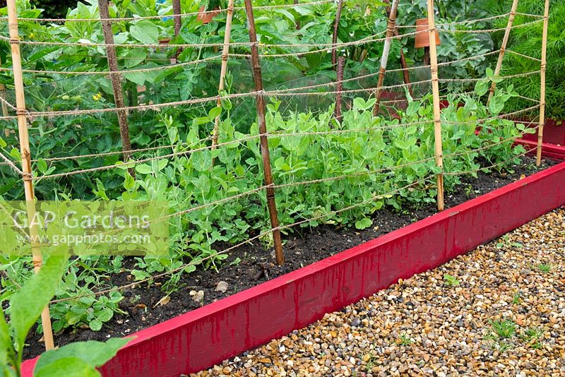 Raised bed with crop of Peas 'Kelvedon wonder', supported by garden twine and canes
