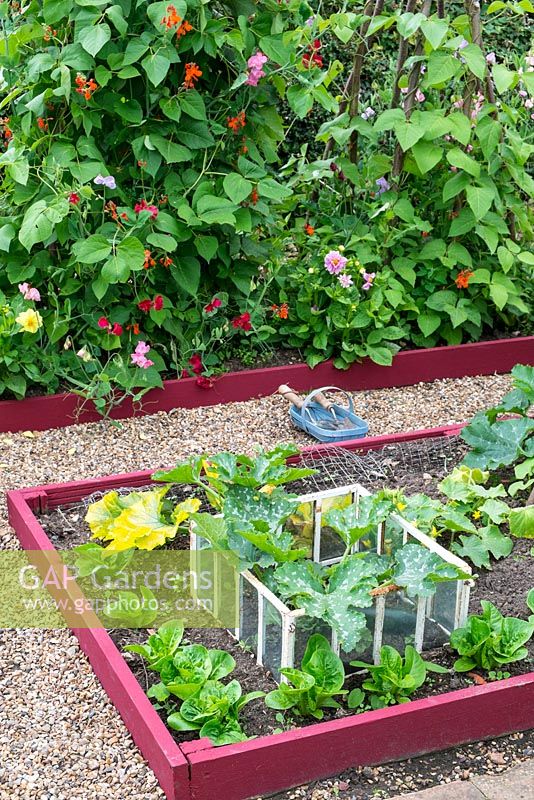 View of raised beds with shingle path, showing summer crops including Lettuce, ridge Cucumber 'Marketmore' and antique cloche containing Courgette 'Defender'