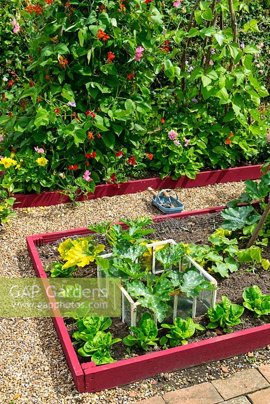 View of raised beds with shingle path, showing summer crops including Lettuce, ridge Cucumber 'Marketmore' and antique cloche containing Courgette 'Defender'