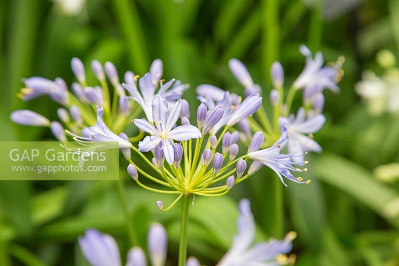 Agapanthus 'Thunderstorm' - new introduction 2014