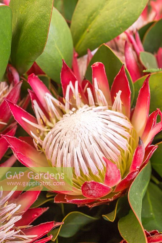 Protea cyranoides Madiba