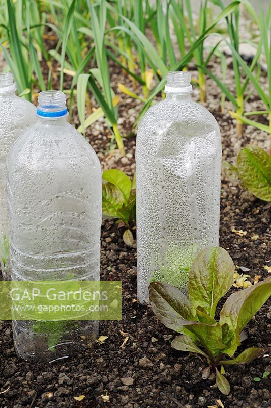 Lettuce 'Rubens' with recycled plastic bottles protecting salad plants and young Garlic behind in a polytunnel, Wales, UK.