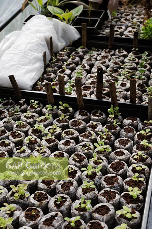 Vegetable and salad seedlings germinating in peat free coir  'Jiffy' pots, Wales, UK.