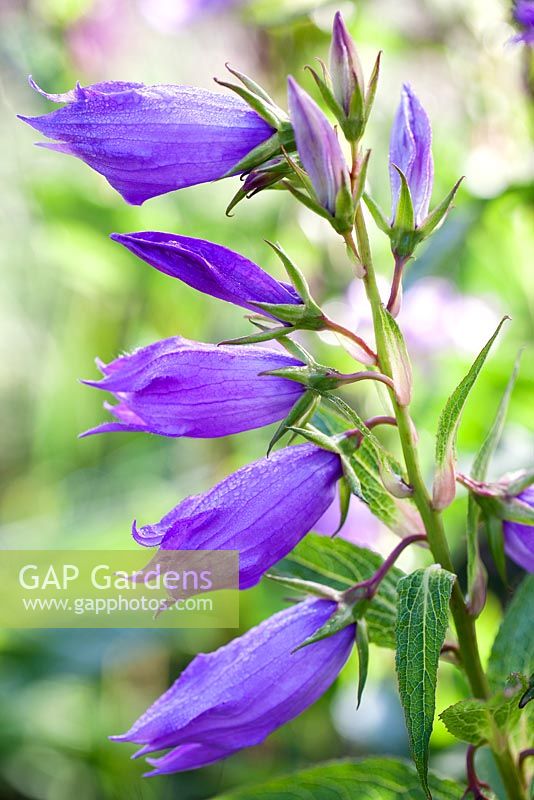 Campanula latifolia var. macrantha, Giant Bellflower. Perennial. July. Close-up of purple flowers.