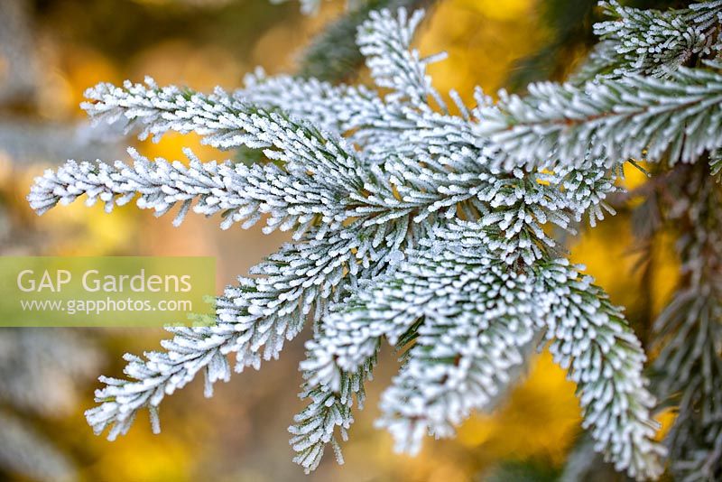 Frosty Christmas Tree foliage in winter. Conifer. December.