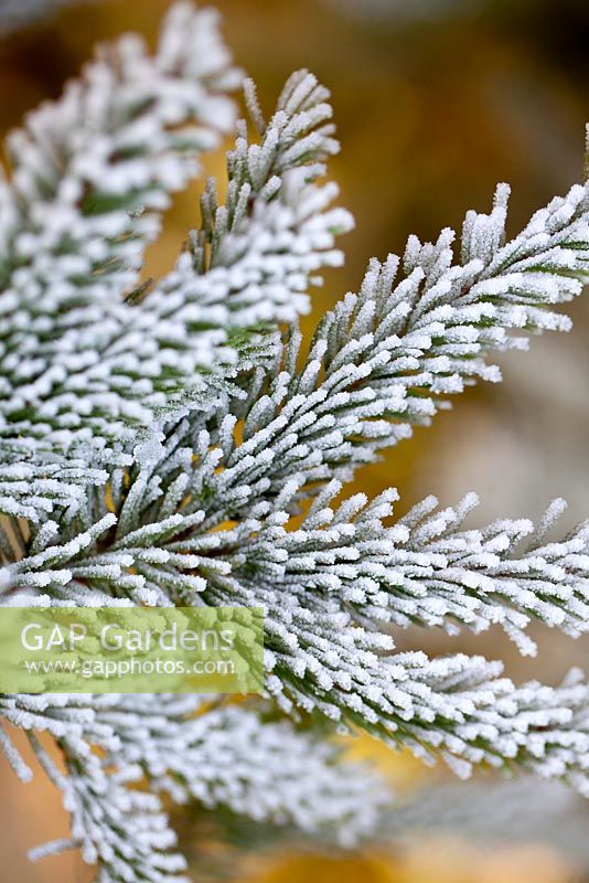Frosty Christmas Tree foliage in winter. Conifer. December.