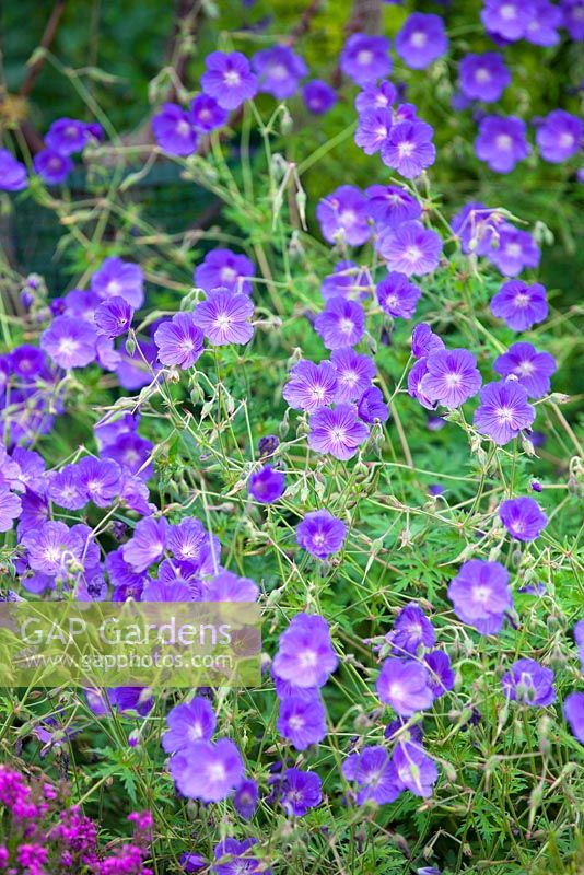 Geranium Eureka Blue, Geranium. Perennial, June. Close up of blue geranium.