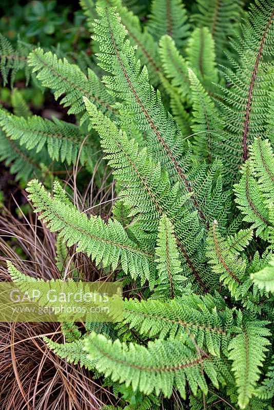 Polystichum setiferum 'Divisilobum Group', Soft Sheild Fern. Fern, June. Close up of muted green fronds.