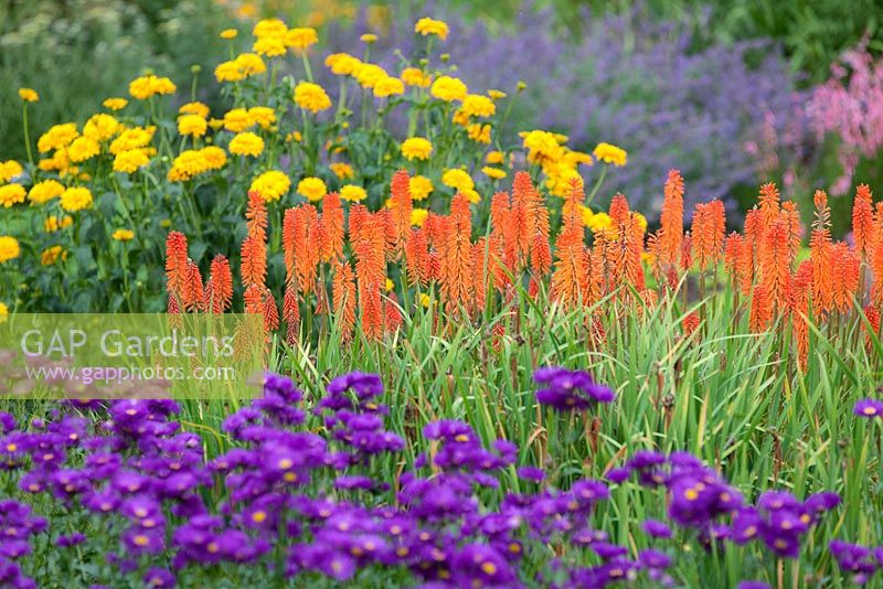 Kniphofia 'Elvira' Erigeron 'Rosenballett' Heliopsis 'Sunburst'. Perennials. June. Mixed summer border.